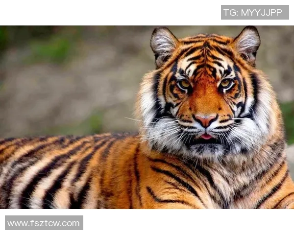 巴林虎与华南虎的生存之争探秘与保护现状分析